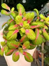 Load image into Gallery viewer, Fittonia ‘Nerve Plant’ Lime Green and Pink
