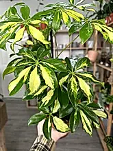 Load image into Gallery viewer, Schefflera Gold Capella ‘Umbrella Plant’
