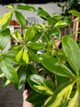 Load image into Gallery viewer, Schefflera Gold Capella ‘Umbrella Plant’
