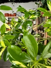 Load image into Gallery viewer, Schefflera Gold Capella ‘Umbrella Plant’
