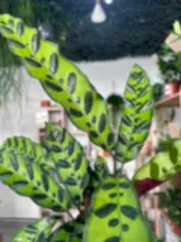 Load image into Gallery viewer, Calathea Rattlesnake
