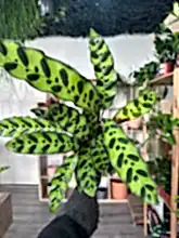 Load image into Gallery viewer, Calathea Rattlesnake
