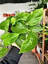 Load image into Gallery viewer, Epipremnum Aureum &#39;Golden Pothos&#39;
