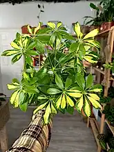 Load image into Gallery viewer, Schefflera Gold Capella ‘Umbrella Plant’
