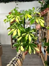 Load image into Gallery viewer, Schefflera Gold Capella ‘Umbrella Plant’
