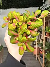 Load image into Gallery viewer, Fittonia ‘Nerve Plant’ Lime Green and Pink
