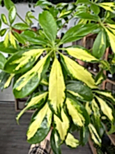 Load image into Gallery viewer, Schefflera Gold Capella ‘Umbrella Plant’
