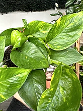 Load image into Gallery viewer, Epipremnum Aureum &#39;Golden Pothos&#39;
