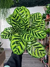 Load image into Gallery viewer, Calathea Makoyana
