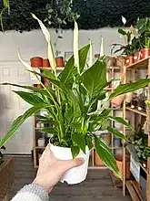 Load image into Gallery viewer, Spathiphyllum - Peace Lily
