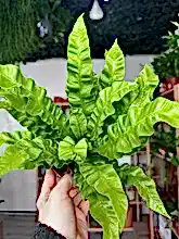 Load image into Gallery viewer, Asplenium Crispy Wave Fern
