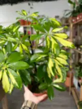 Load image into Gallery viewer, Schefflera Gold Capella ‘Umbrella Plant’
