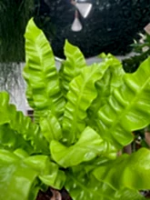 Load image into Gallery viewer, Asplenium Crispy Wave Fern
