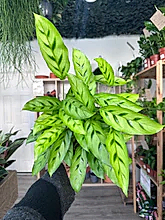 Load image into Gallery viewer, Calathea Leopardina
