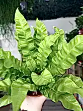 Load image into Gallery viewer, Asplenium Crispy Wave Fern
