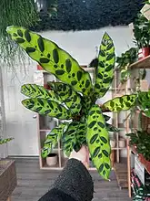 Load image into Gallery viewer, Calathea Rattlesnake
