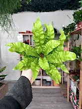 Load image into Gallery viewer, Asplenium Crispy Wave Fern
