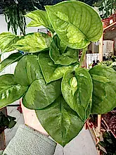 Load image into Gallery viewer, Epipremnum Aureum - Global green pothos
