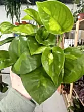 Load image into Gallery viewer, Epipremnum Aureum - Global green pothos
