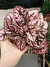 Load image into Gallery viewer, Hypoestes Phyllostachya &#39;Polka Dot&#39; Pink
