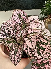 Load image into Gallery viewer, Hypoestes Phyllostachya &#39;Polka Dot&#39; Pink
