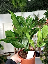 Load image into Gallery viewer, Zamioculcas Zamiifolia ‘ZZ Plant’
