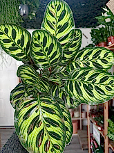 Load image into Gallery viewer, Calathea Makoyana
