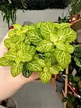 Load image into Gallery viewer, Fittonia ‘Nerve Plant’ Lime Green
