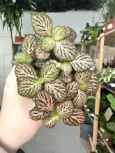 Load image into Gallery viewer, Fittonia Pink and Green ‘Nerve Plant’
