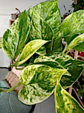 Load image into Gallery viewer, Epipremnum aureum &#39;Marble Queen&#39; Pothos
