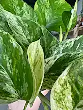 Load image into Gallery viewer, Epipremnum aureum &#39;Marble Queen&#39; Pothos
