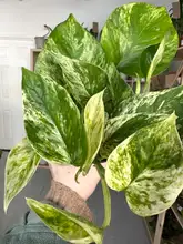 Load image into Gallery viewer, Epipremnum aureum &#39;Marble Queen&#39; Pothos
