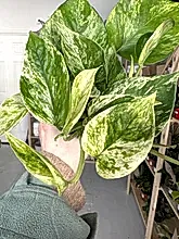 Load image into Gallery viewer, Epipremnum aureum &#39;Marble Queen&#39; Pothos
