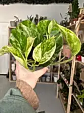 Load image into Gallery viewer, Epipremnum aureum &#39;Marble Queen&#39; Pothos
